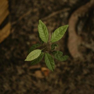Introdução ao Direito Agrário e Legislação Ambiental
