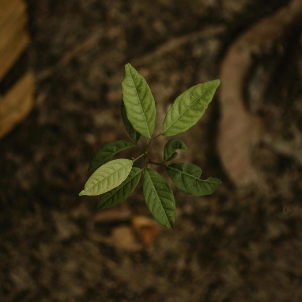 Introdução ao Direito Agrário e Legislação Ambiental