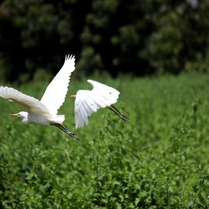 Interpretação da ISO 14001:2026 - Sistema de Gestão Ambiental - Turma 1